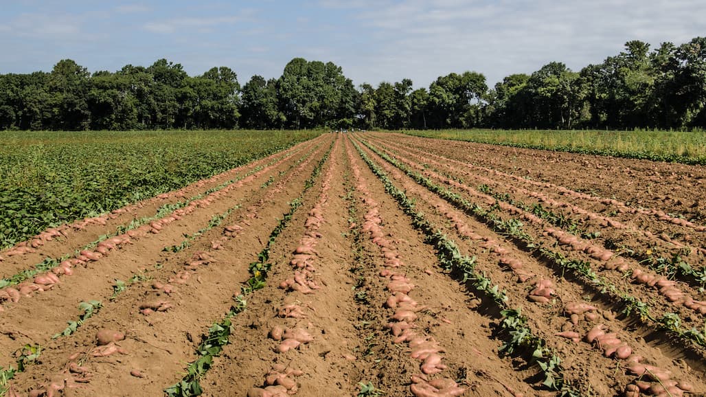 CA Utilized Vegetable Production Value Shows Slight Decline