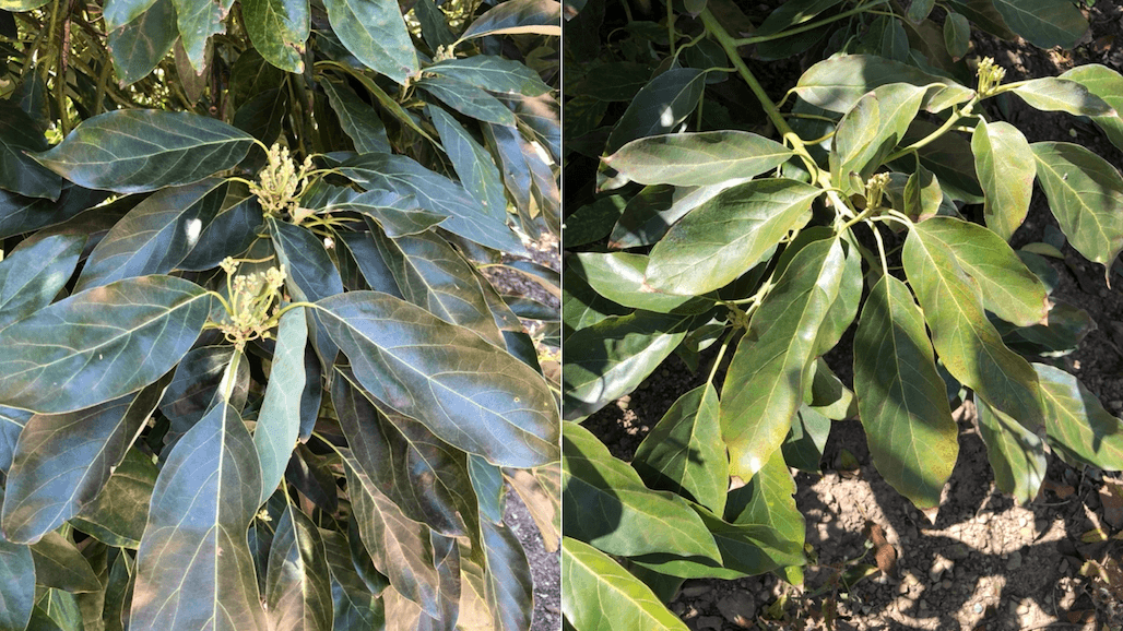 Yellow Leaves In Spring Indicative Of Need To Adjust Nutrient Management