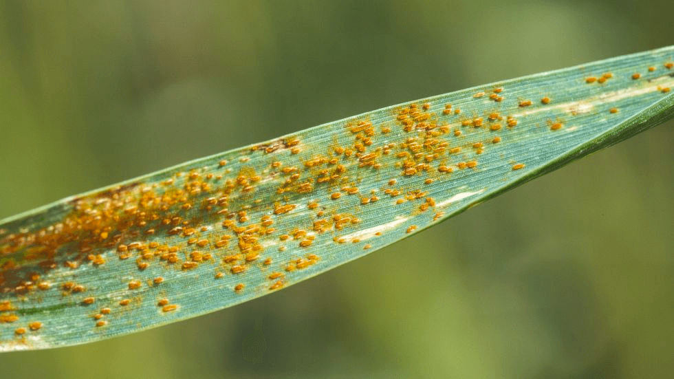 Wheat Resistant to Devastating Rust Fungal Diseases