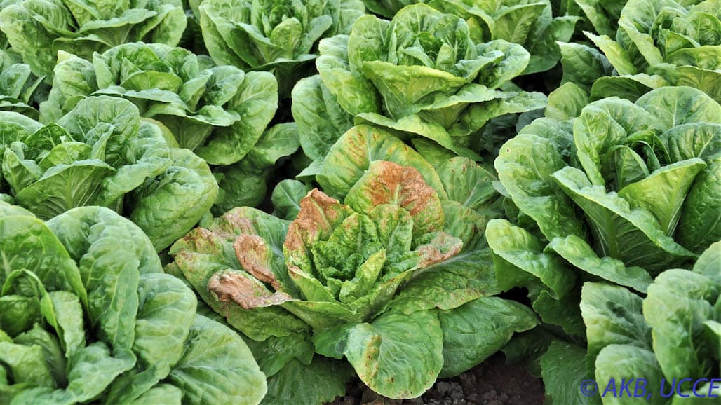 Viral Lettuce Disease Threatens Western Growers