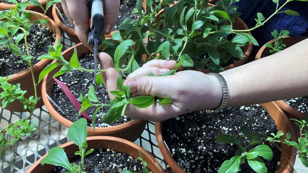 Helping Stevia Brave the Cold