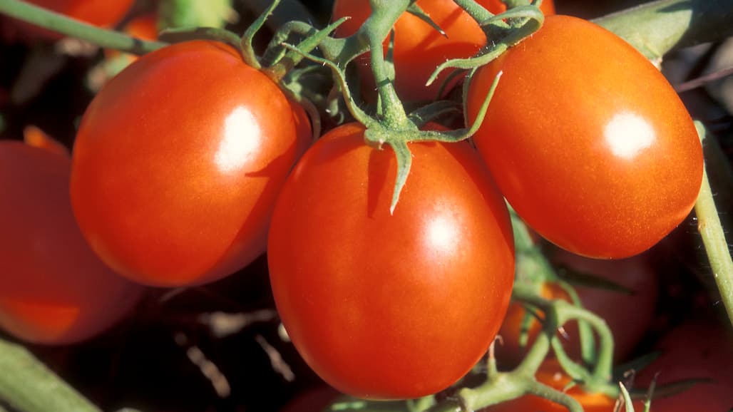 Fresno County Dominates CA Processing Tomato Production