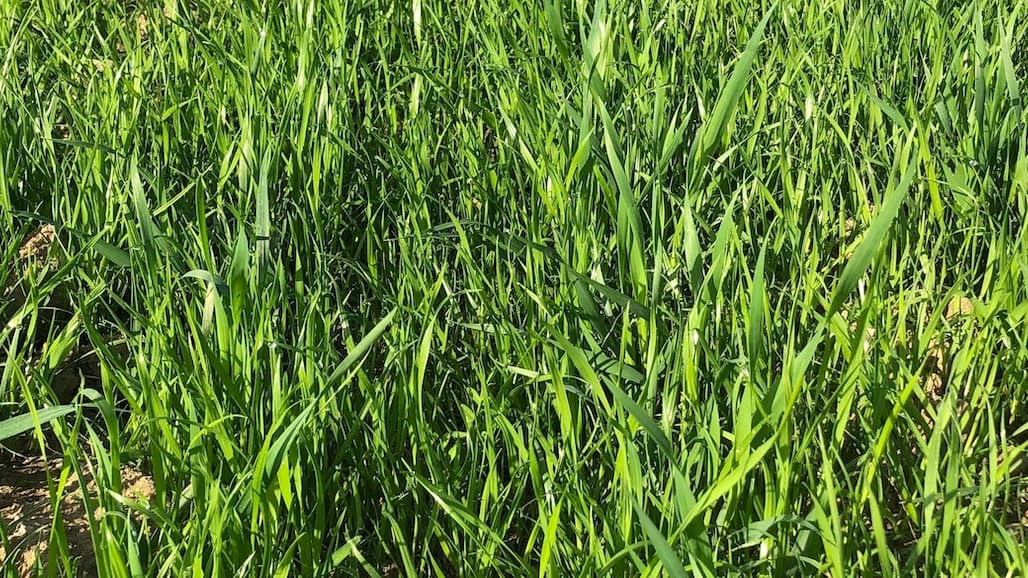 Harvest Weed Seed Control in California: Potential and Limitations