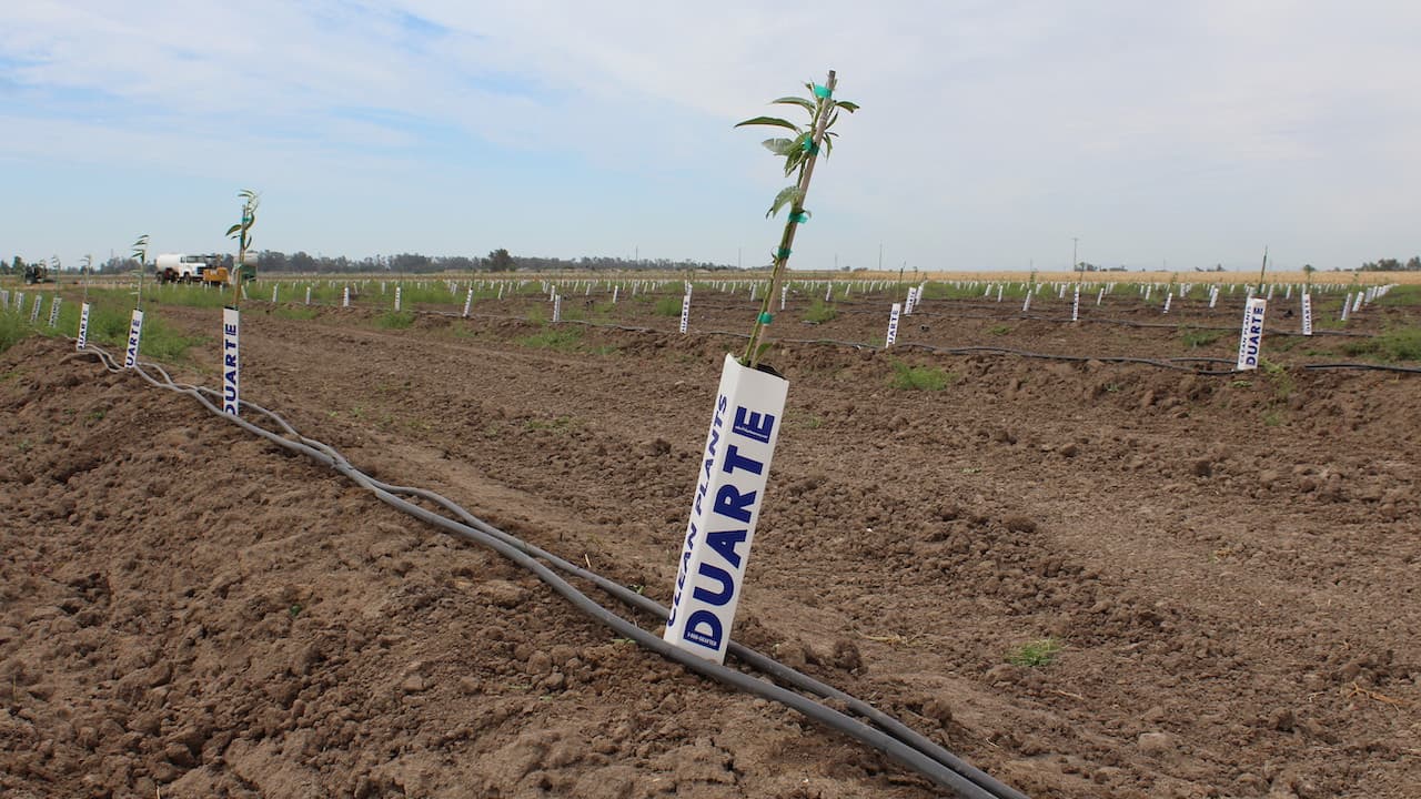 Four Steps for Planting Containerized Almond Trees