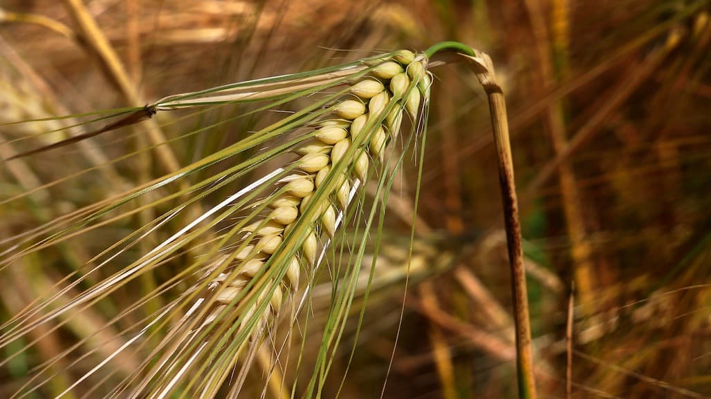 $1.7 million Grant to Unlock Barley’s Genetic Superpowers