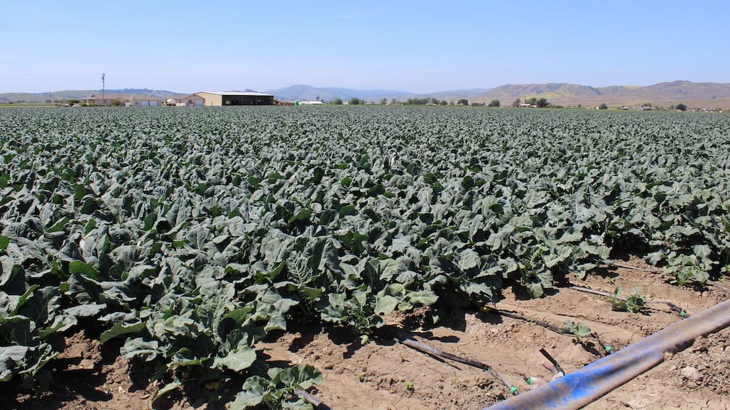 Ag Order 4.0 Finalized: Implications for Nitrogen Management of Central Coast Vegetables
