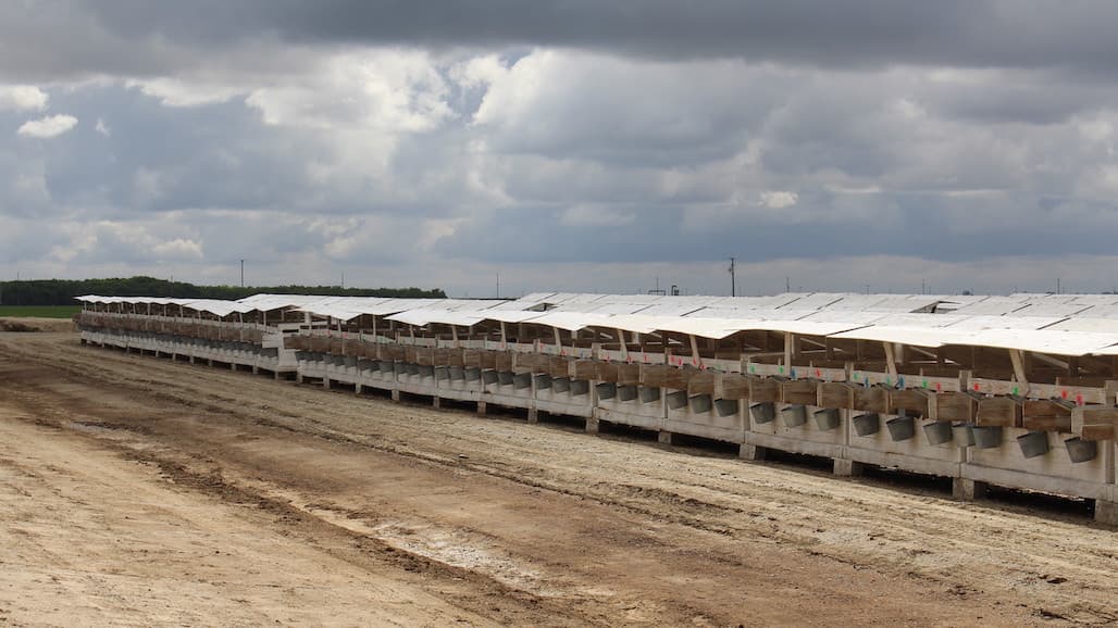 The Environmental and Nutritional Impact of Removing Dairy Cattle