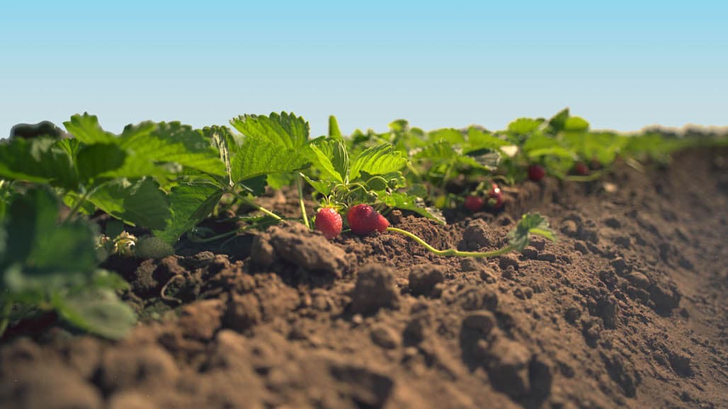 Effective Non-chemical Soil Fumigants for Organic Production
