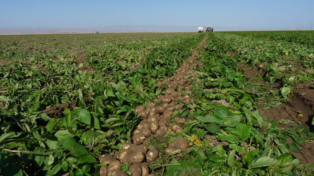 USDA’s Risk Management Agency Amends Potato Crop Insurance Options