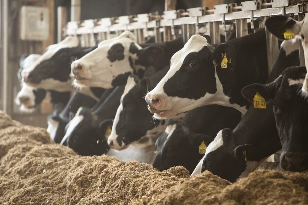 Foundation for Food & Ag Research Supports Dairy’s Net Zero Initiative with $10 Million Grant
