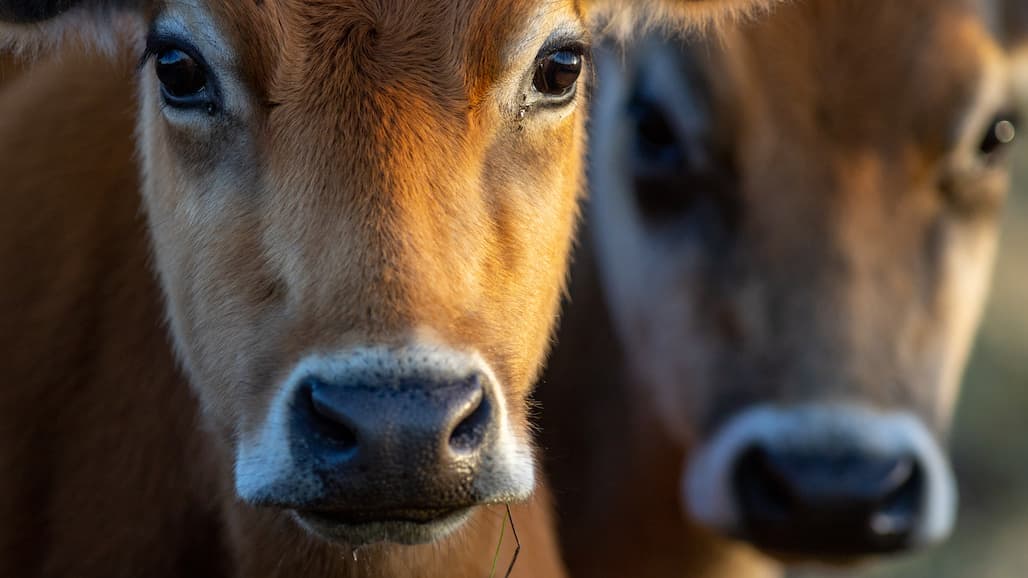 U.S. Dairy Industry’s Economic Impact Totals $753 Billion