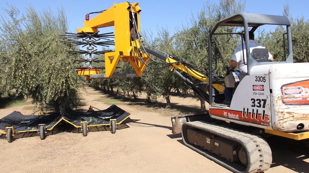 Modern Table Olive Acreage Well Positioned for Growth in Parched CA
