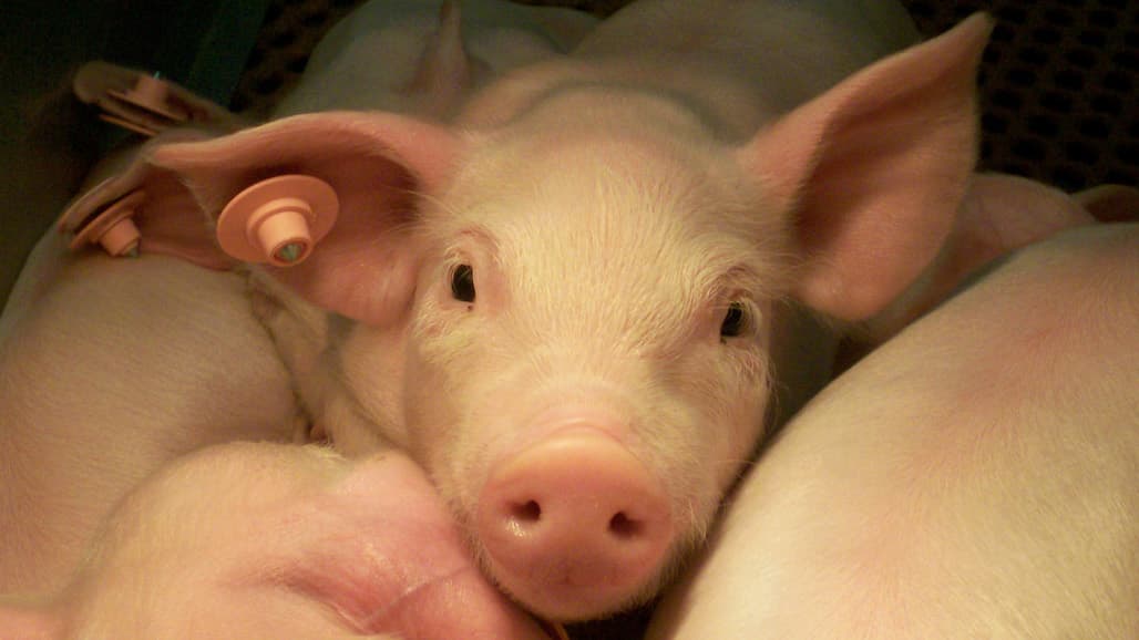 Piglets Pay the Price of Mom’s Heat Stress