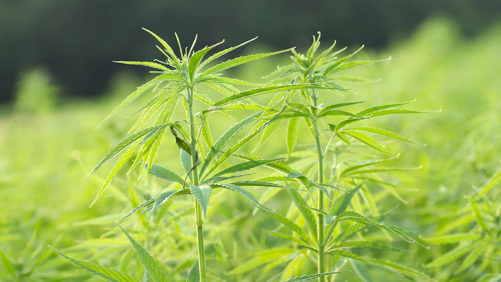 Field Fresh Farms to Introduce Organic Baby Hemp Greens at PMA Foodservice