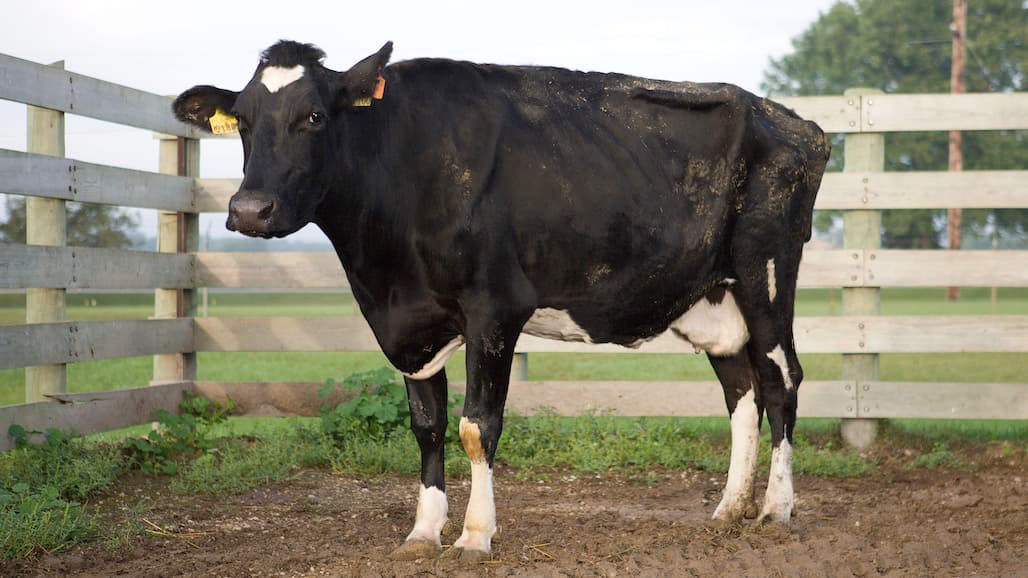 Scientists Serve Up Vaccine Cocktail for Protecting Cattle from Disease