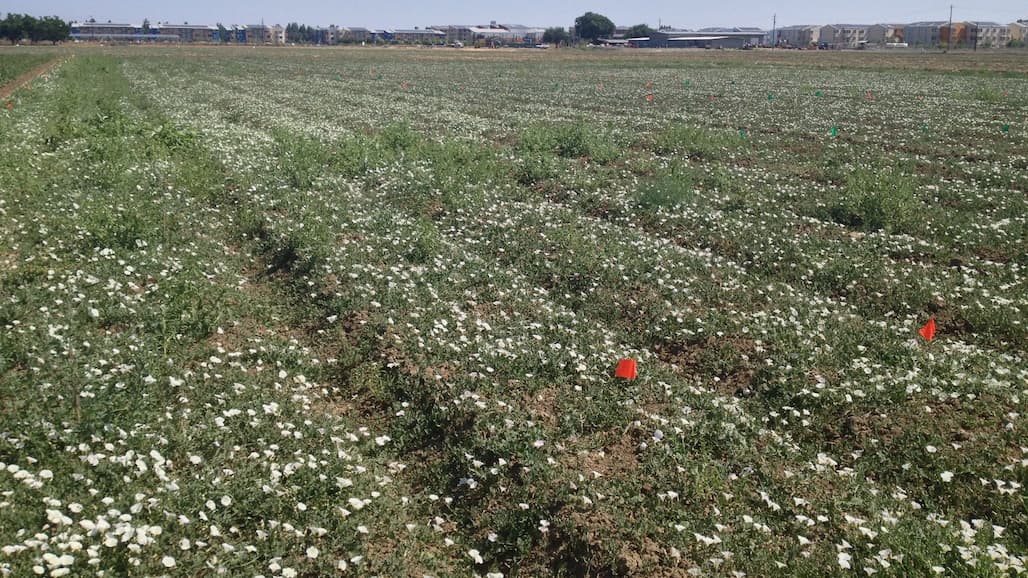Field Bindweed Yield Impacts on Processing Tomatoes May be Less than Expected