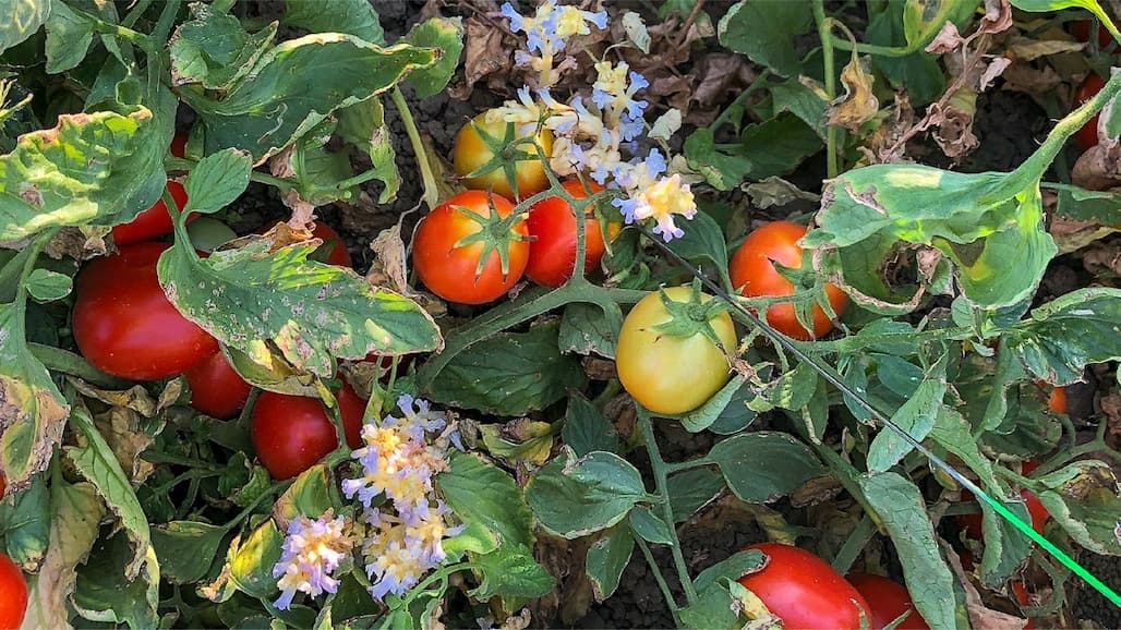 The Threat of Branched Broomrape for California Processing Tomato