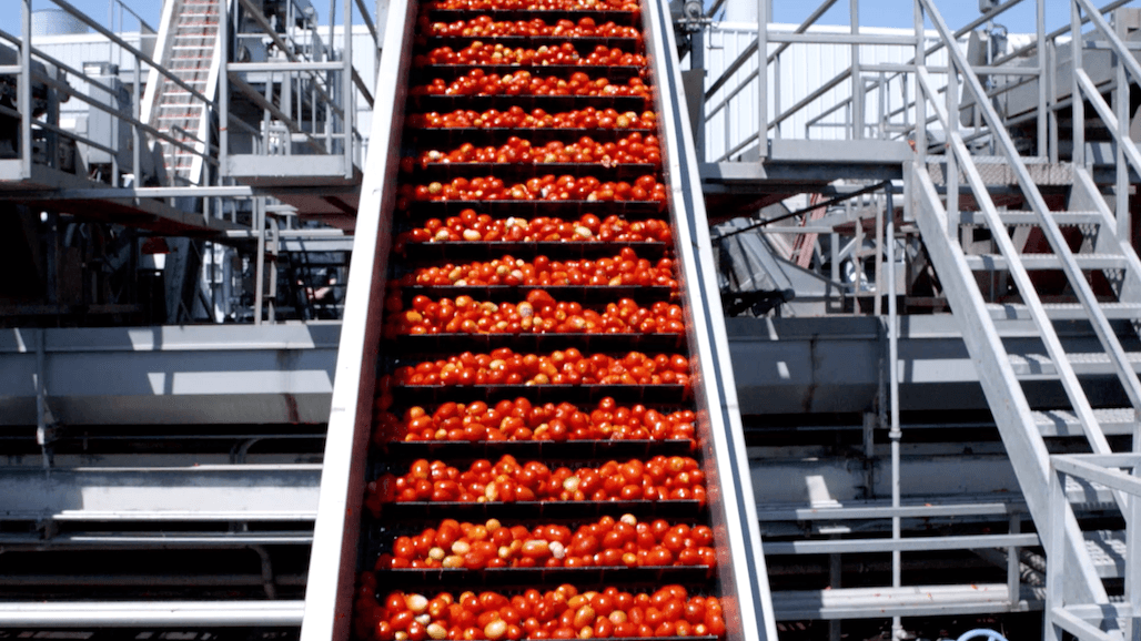 California Processing Tomato Crop Forecast Below May’s Expectation