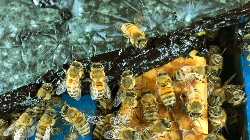 Microalgae is the Bee’s Knees