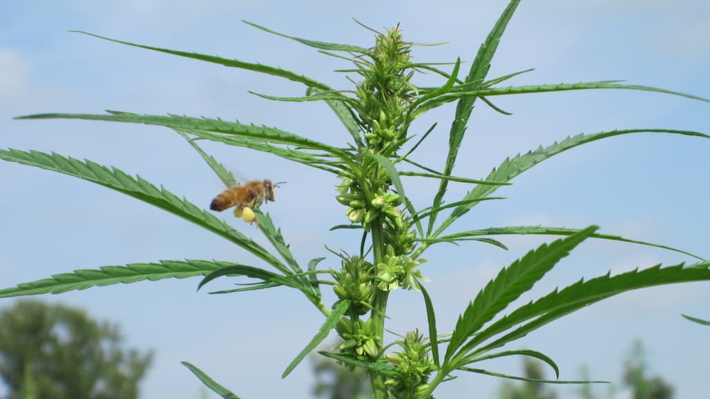 CA Hemp Farmers Under Attack as Governor Newsom Creates Expensive and Confusing New Regulations