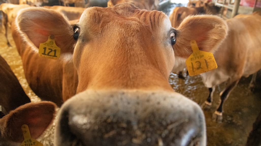 Animal Ag Community Urged to be Aware of Discussions Among Animal Rights Activists