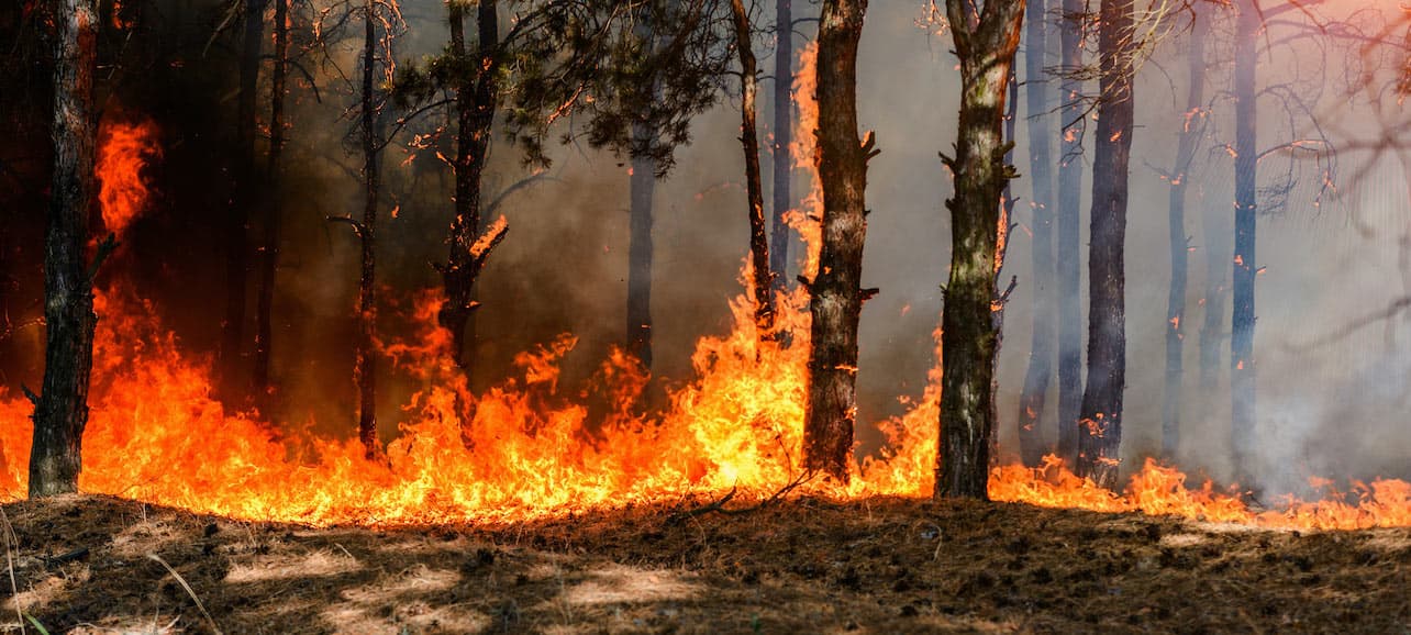 What Effects do Forest Fires have on the Storage of Carbon?