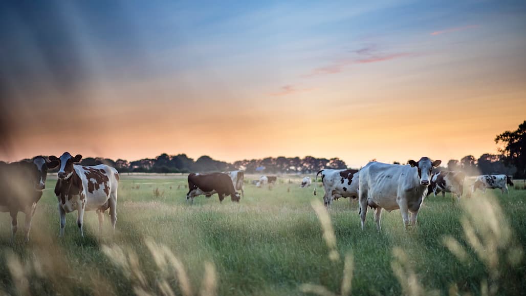 Cows are Udderly Useful for Healthy Vegetation Management