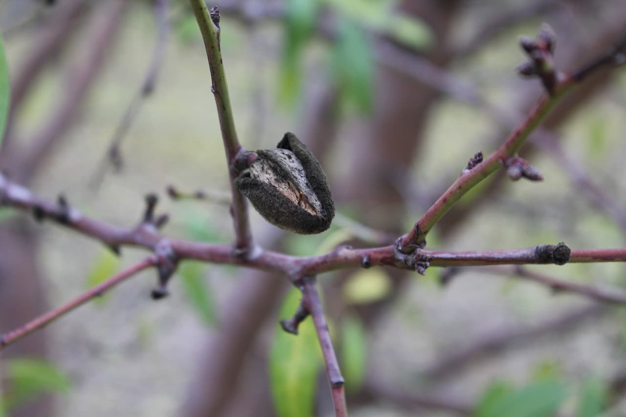 A Word of Caution for Navel Orangeworm Winter Orchard Sanitation