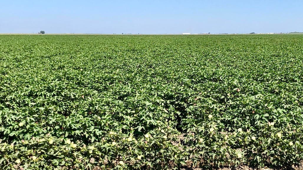 CA Farmland Trust Closes 35th Merced County Easement, Owned by Bowles Farming Co