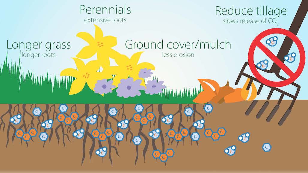 What is “soil carbon”?