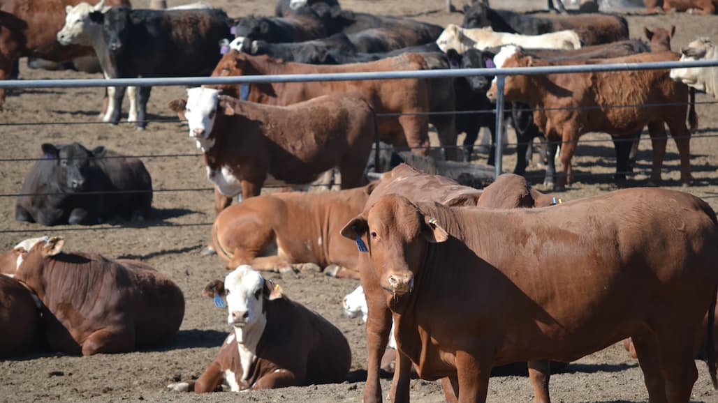 New Advocacy Program Blazes Trail for Beef