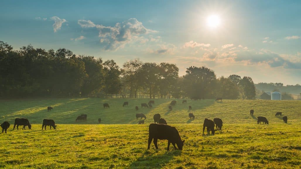 New Way to Predict Grazing Cattle Weight Gain on Rangelands From Satellite Imagery