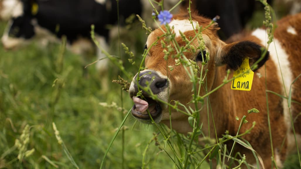 New Online Course Provides Roadmap to Greener Pastures