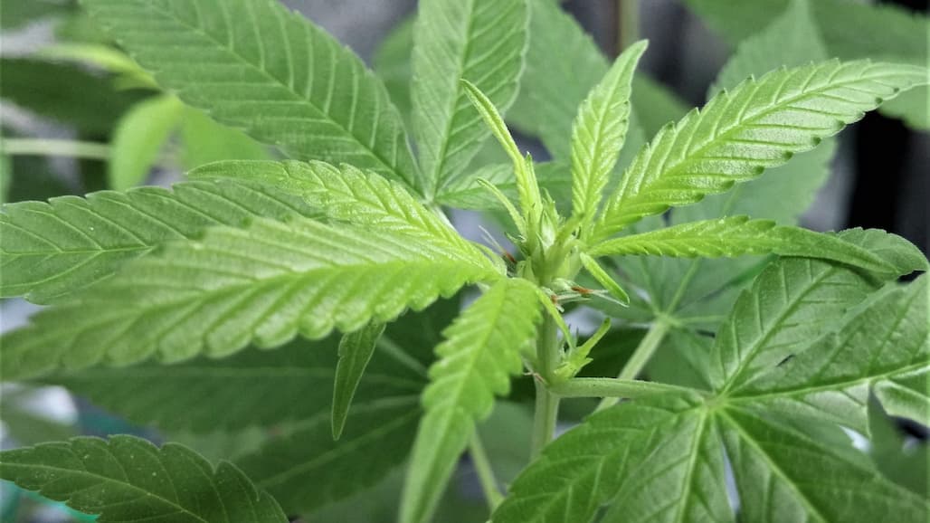 Hemp Hampered no More with Research Showing Potential as Cash Crop