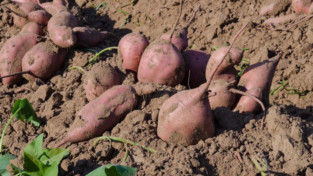 Annual Sweetpotato Growers Meeting, Feb. 15