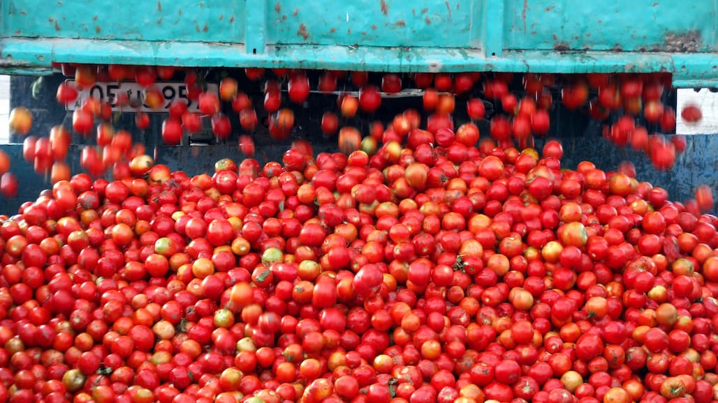 CA Tomato Processors Forecast Larger Crop In 2022