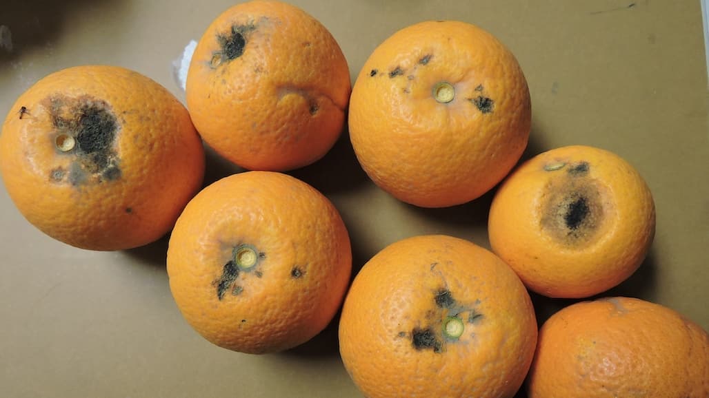 Weather Conditions Cause of Rind Breakdown in Satsuma Mandarin