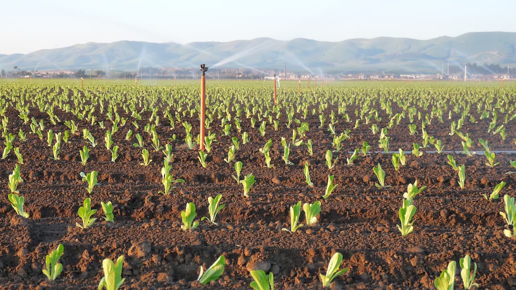 FDA Will Not Conduct Broad Sampling of Salinas Valley Leafy Greens in 2022