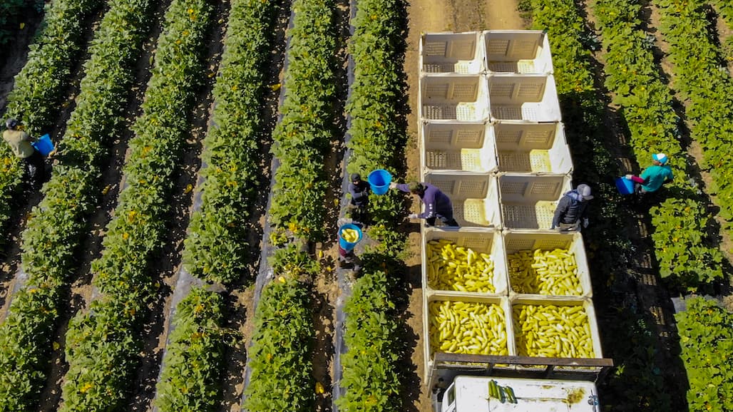 Grower-Shipper Interests Are Intertwined During These Volatile Times