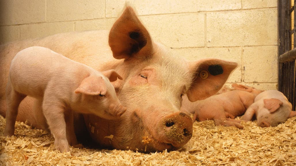 USDA Extends Deadline for Spot Market Hog Pandemic Program