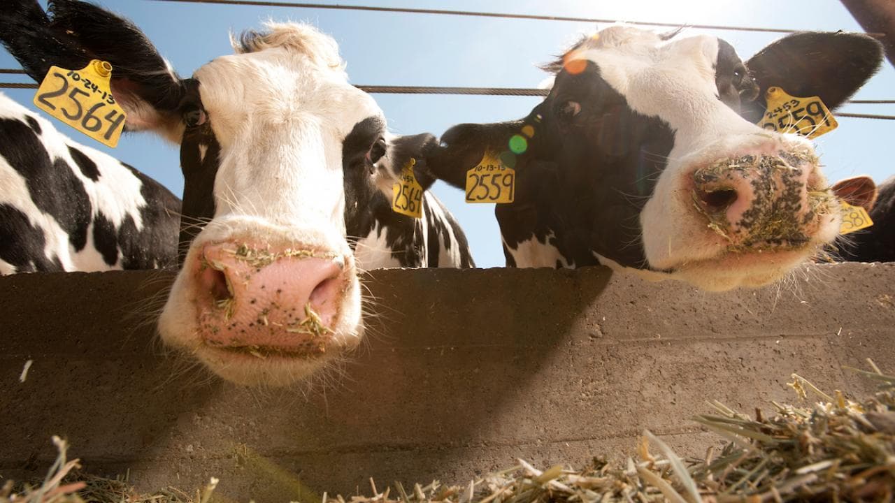 UC Davis Ranked Among Best in World, Nation for Veterinary Science, Ag