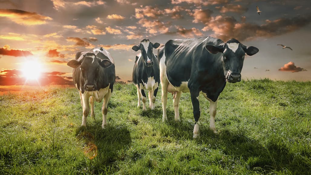 What’s Important to Know About Dairy on Earth Day