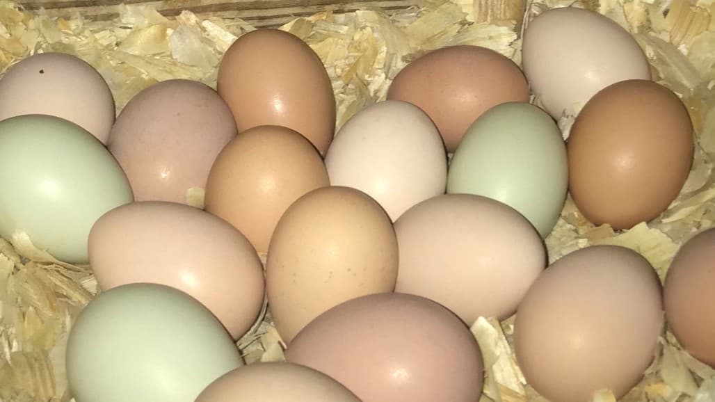 Why are Eggs Different Colors?