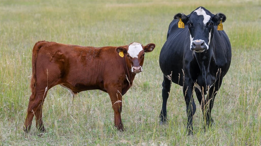 Benefits of Early Calving are Increasing Due to Late Winter Warming