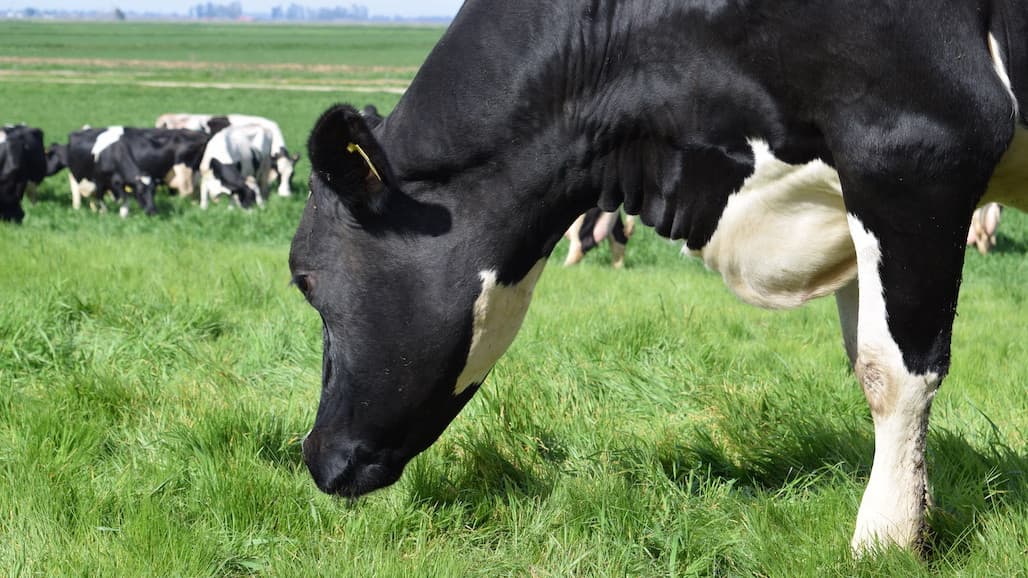Animal Agriculture Alliance Releases Sustainability Impact Report