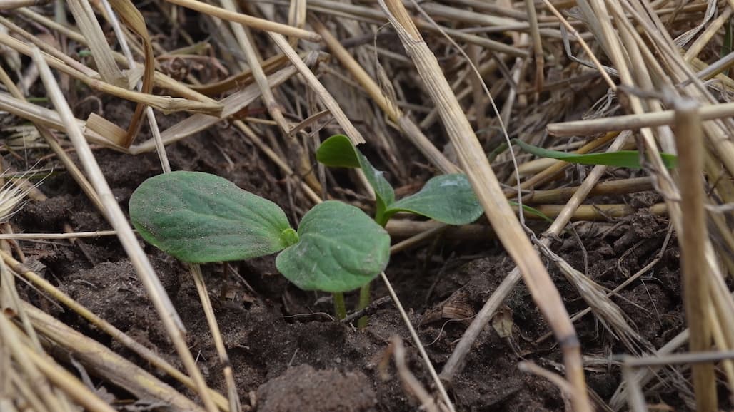 Pumpkin Production can Benefit from Conservation Practices