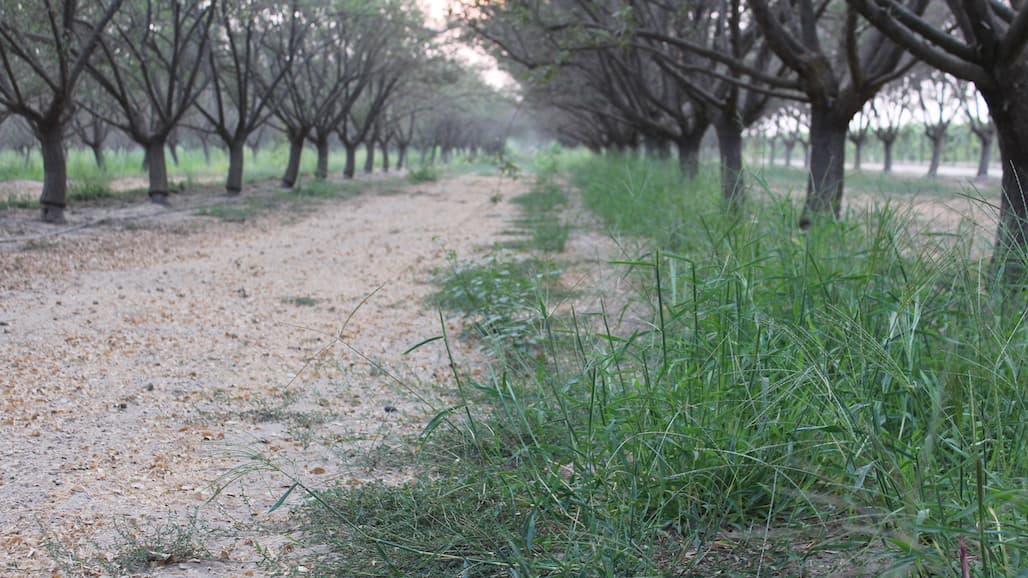 USDA-ARS and Weed Science Society of America Present Weed Science Webinar Series