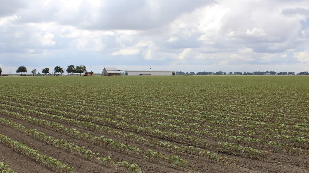 VF Foundation Joins U.S. Regenerative Cotton Fund