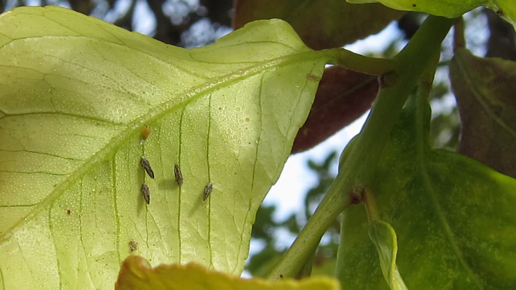 Citrus Growers Encouraged to Increase Vigilance Following Recent ACP Detections in Central Valley