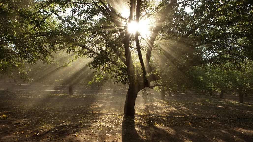 Almond Acreage Increases in 2022 but Pace of Growth Slows